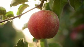 Handheld view of man's hand picking ripe apple