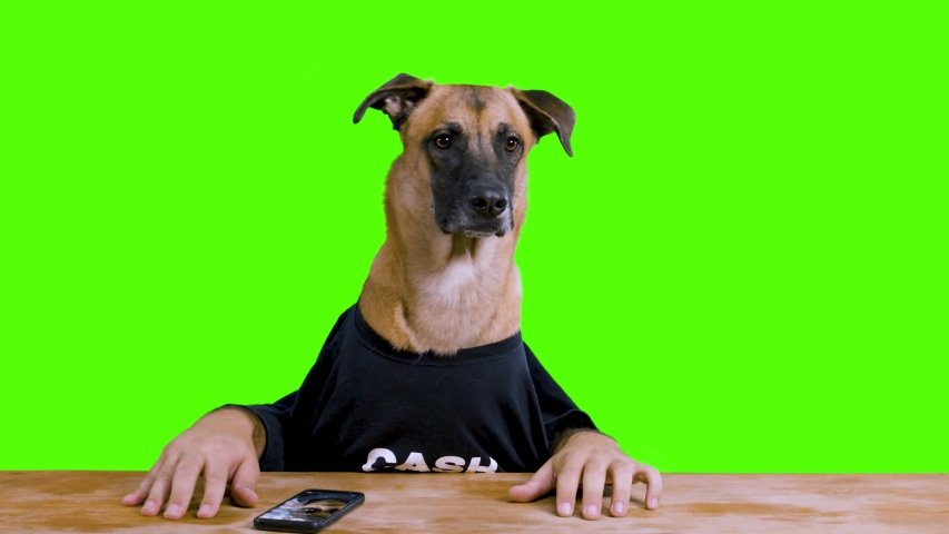 Bored Dog with human hands sitting at a desk and waiting wearing a black shirt on a green screen background | Shutterstock HD Video #1044258745