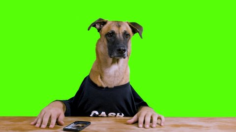 Bored Dog with human hands sitting at a desk and waiting wearing a black shirt on a green screen background