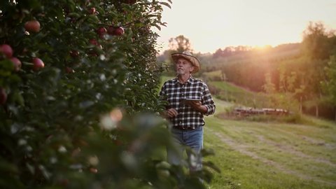 Handheld view of farmer using technology in the apple orchard