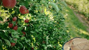Digital technology used in apple orchard