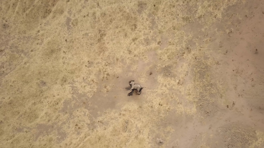 Drone view Views of an African elephant killed for its tusks by poachers Royalty-Free Stock Footage #1044260215