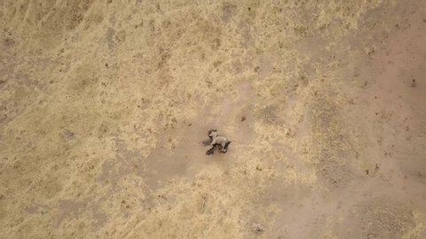 Drone view Views of an African elephant killed for its tusks by poachers