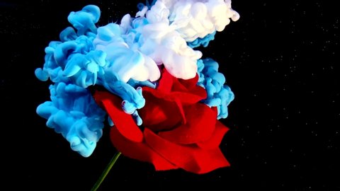 Slow motion video of a red rose and blue and white watercolor ink in water on a black background. A powerful explosion of colors. Concept for International Women's Day on March 8th