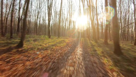FPV drone flight quickly and maneuverable through an autumn forest at sunset