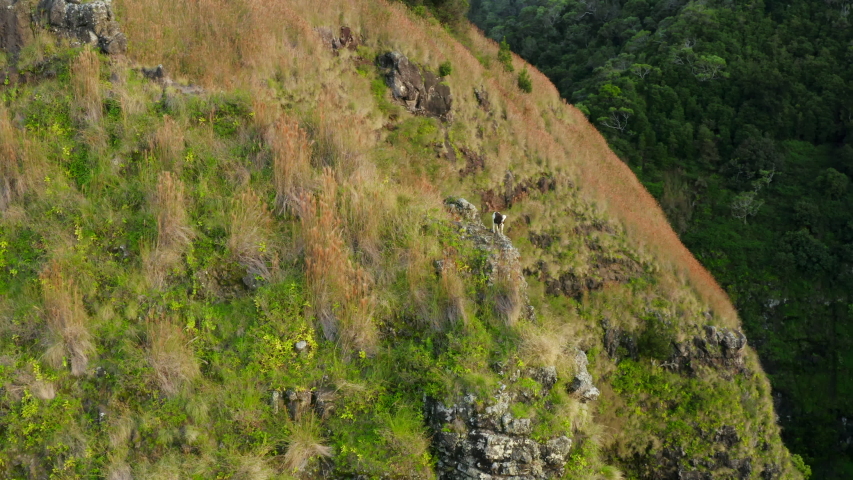 White and brown wild mountain goat with beard stands on a rocky ledge on the vertical slope of the hill and looks at flying drone. High dry orange grass and green bushes grow on the slope. Aerial, 4K