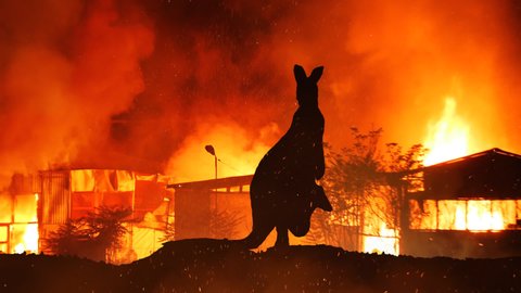 Kangaroo On Hill Caught In The Austalian Wildfire