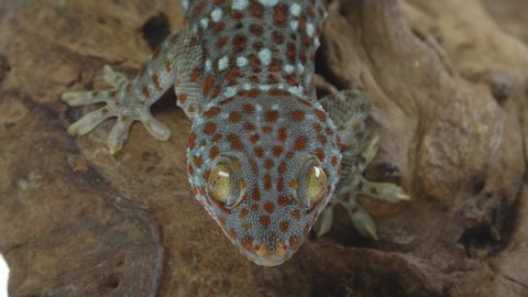 Tokay gecko - Gekko gecko on wooden snag in white background. Close up