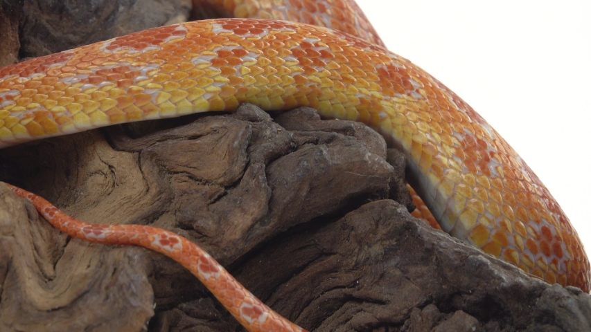 Tiger Python molurus bivittatus morph albine burmese on wooden snag in white background. Close up