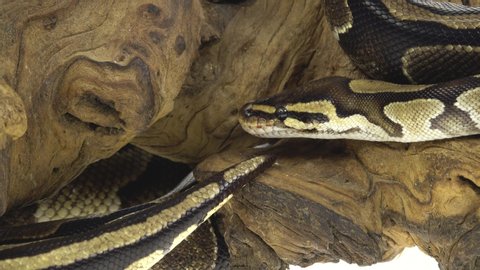 Royal Python or Python regius on wooden snag in studio against a white background. Close up