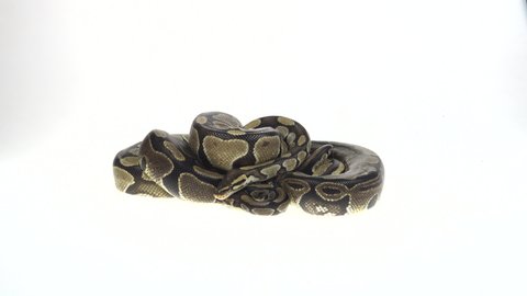 Royal Python or Python regius on wooden snag in studio against a white background. Close up