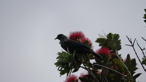 A New Zealand Tui Bird flying from a Pohutakawa tree in slow motion	
