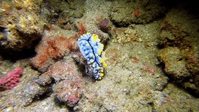 Phyllidia varicosa nudibranch feeding on a coral reef 
