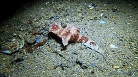 Ceratosoma tenue nudibranch crawling across a sandy seabed at night in search of food