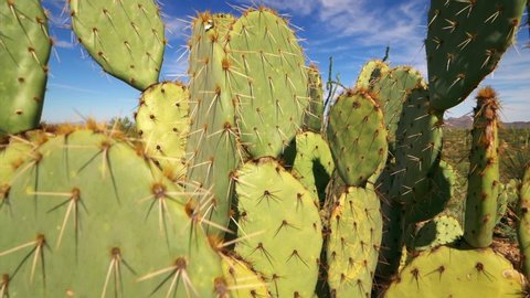Prickly Pear cactus in Saguaro National Park, Sonoran Desert landscape near Tucson, Arizona