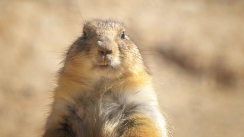 Closeup of a prairie dog standing alert and watching for danger in the Sonoran Desert near Tucson