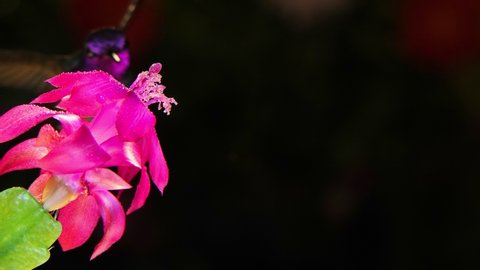 A motion timelapse footage of hummingbird with beautiful feather colors visiting pink flower