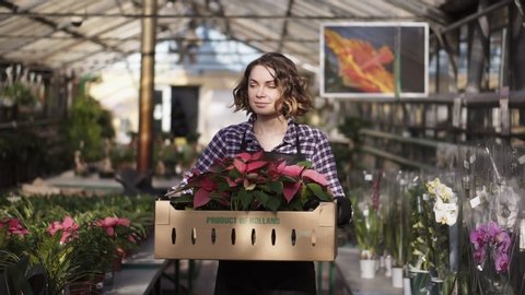 Beautiful, european female gardener in plaid shirt and black apron carrying carton box with pink flowers plants while walking between raised flowers in a row of indoors greenhouse