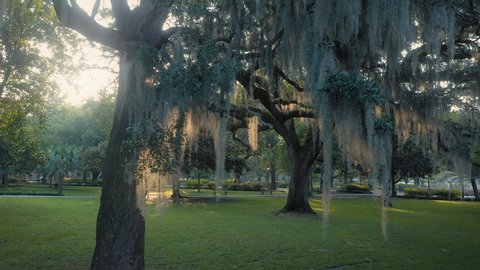 Aerial: Spanish moss on oak trees with sun shining through the trees. Forsyth Park, Savannah, Georgia, USA. 