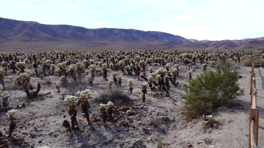 Cholla Cactus Garden at Joshua Tree National Park. Teddy bear cholla (Cylindropuntia bigelovii). California