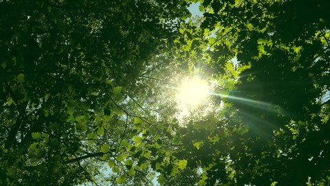 Nature, landscape and natural environment concept - Looking up through tops of trees while sun shines through green foliage, summer forest at sunset