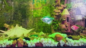 Beautiful fish in a home aquarium with algae. Home aquarium with small, decorative fish and snails.