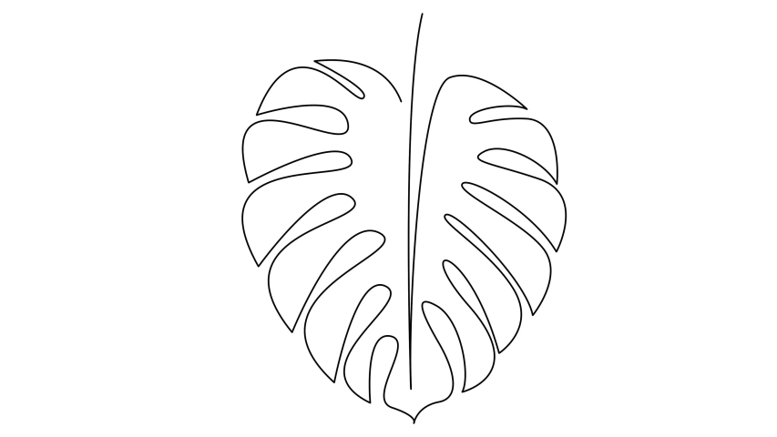 leaf monstera plant self drawing simple Stock Footage Video (100%