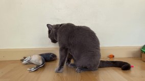 4k video of British short hair blue grey male cat 2years cleaning hisself with lovely face, happiness and joyful in a family and love concept with copy space