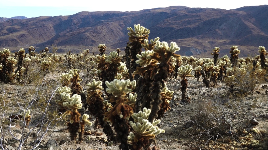 Cholla Cactus Garden at Joshua Tree National Park. Teddy bear cholla (Cylindropuntia bigelovii). California