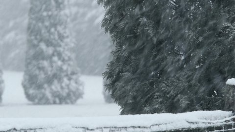 Heavy blowing snow from a snow squall or blizzard, with Arborvitae evergreen trees swaying 