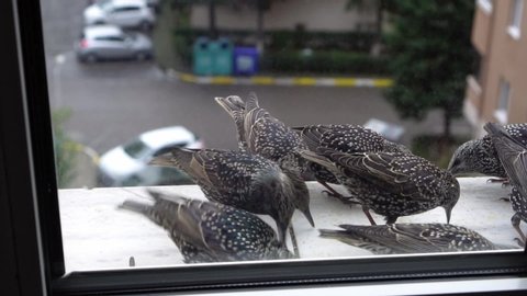 Common starlings are eating bird seeds in front of a window in slow motion.
