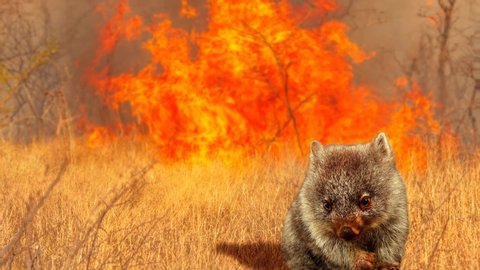 Cinemagraph loop: Australian wildlife in bushfires of Australia in 2020. Wombat with fire on background. January 2020 fire affecting Australia is considered the most devastating and deadly ever seen