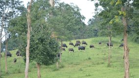 gaur (bos gaurus) graze near in nature Time lapse video view