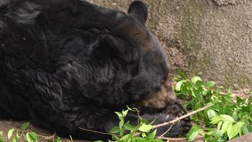 This video shows a wild black bear pawing at leaves and branches on a sunny day.