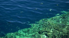 Transparent blue clear water of Red sea in Egypt at Sharm el Sheikh, Sinai island. Bottom of sea and colorful fish of coral reefs swimming around. Real time 4k video footage.