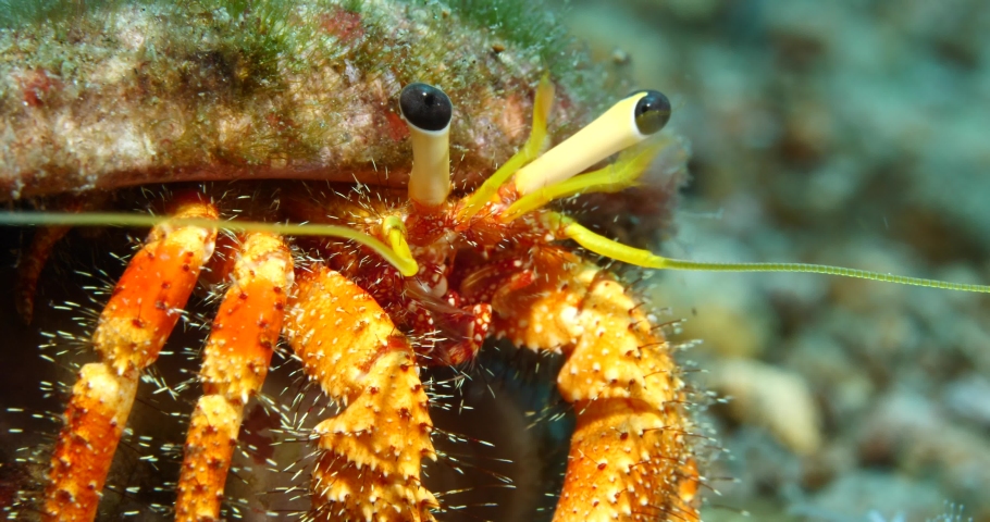 crab underwater tropical wayers close up scenery 