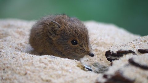 Close up of Elephant Mouse or elephant shrew or jumping mouse sitting in sand sniffing around.