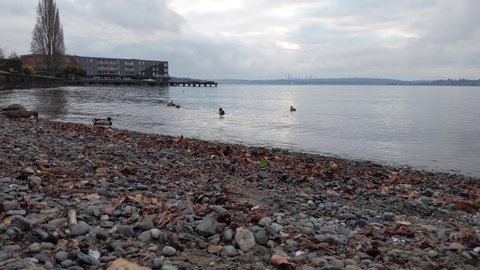 Bunch of ducks exploring the rocky beach of Lake Washingon in Kirkland on an overcast day