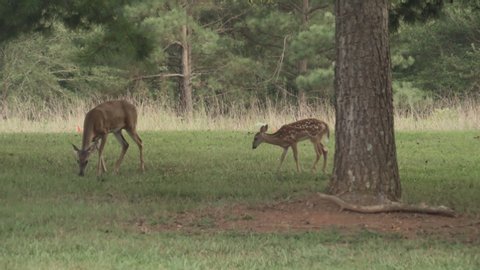 A portrait of a mother and child.  In this case a spotted white tail deer fawn grazes in an open meadow with his mother, a doe.