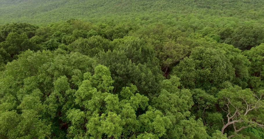 Trees in the landscape in the fog, India image - Free stock photo ...