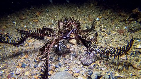 Two Elegant Crinoid Squat Lobsters (Allogalathea elegans) cling to a primitive animal called a Bennett's Feather Star (Oxycomanthus bennetti)
