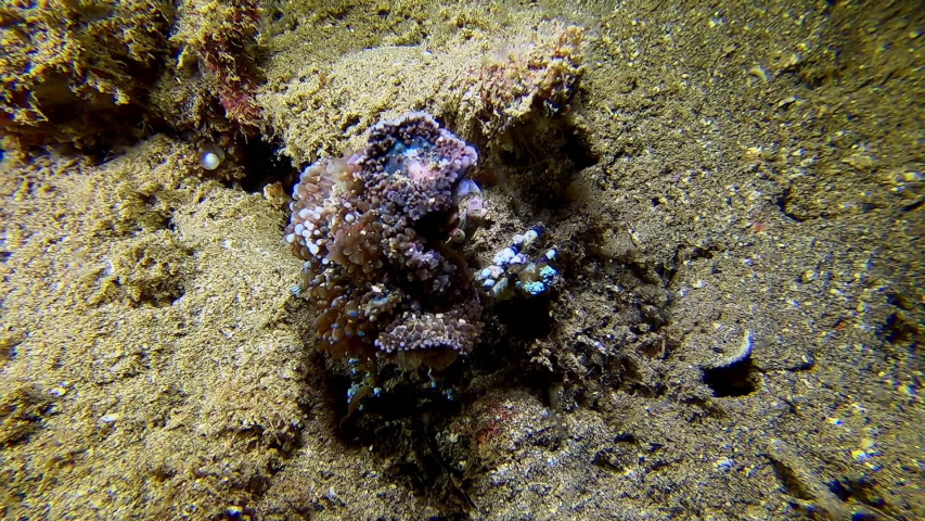 A Corallimorph Decorator Crab (Cyclocoeloma tuberculata) covered with marine plants crawls across the seabed while pretending to sway in the current