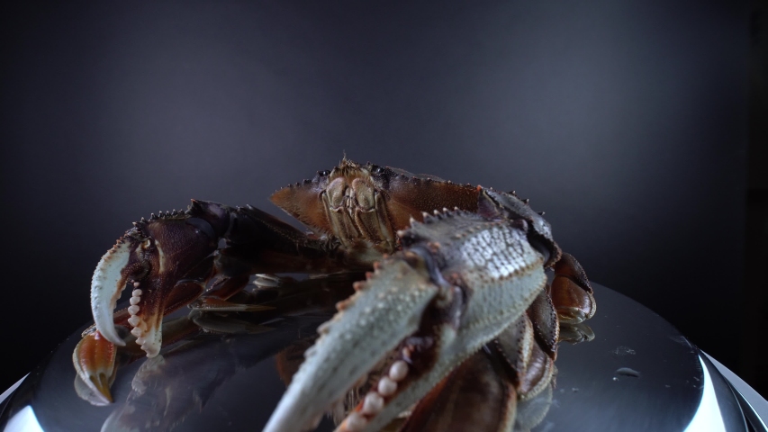 Live Dungeness crab, Metacarcinus magister or Cancer magister shellfish inhabits on the west coast of North America. Sold in Canadian food stores for cooking and restaurants. Crayfish, 9mm wide view.