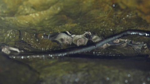 Common Vampire Bats (Desmodus rotundus) roosting in a very humid cave  in Western Ecuador.  This species can transmit  rabies.