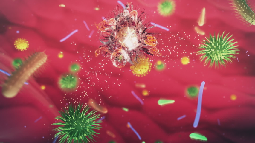Billions of microbiome attack and destroy virus inside gut. Bacteria being killed by good microorganisms inside human body. | Shutterstock HD Video #1044411772