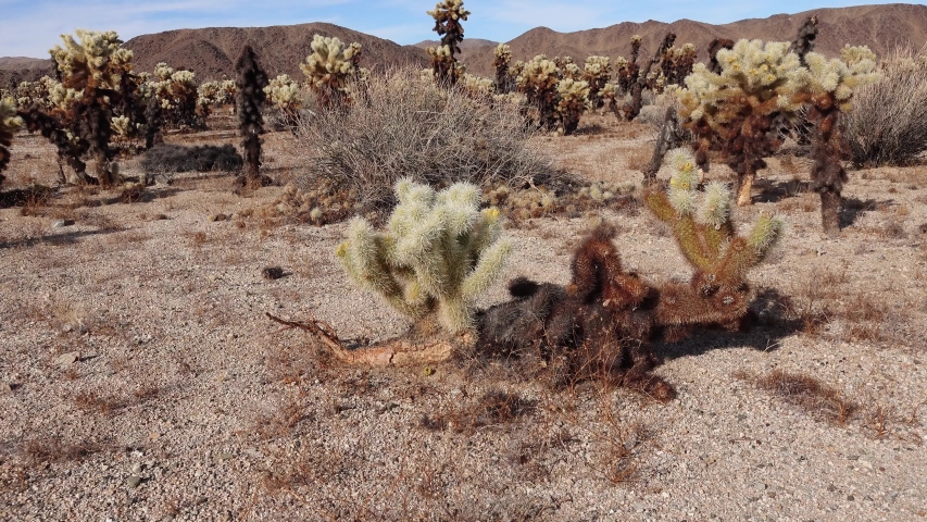 Cholla Cactus Garden at Joshua Tree National Park. Teddy bear cholla (Cylindropuntia bigelovii). California