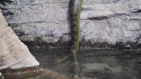 Huge anaconda snake is getting into the water from the rock. Eunectes murinus. Anaconda is crawling into the water from the rock above
