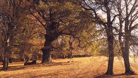 4K drone clip with cyclist and a mountain bike resting under very old oak tree in the ancient woods of Transylvania, at sunset, in a magical golden light 