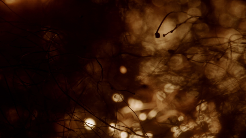 Abstraction. Small Lights Of Burning Small Objects. Yellow Light Of Lights In The Dark.