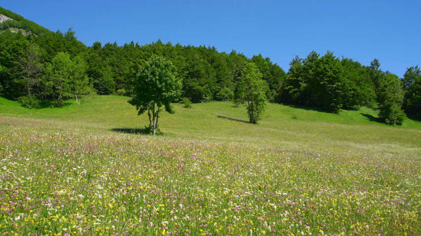 Green forest on mountain cliff with color meadow in summertime